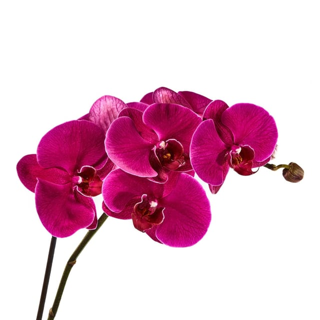 Double Spiked Pink Phalaenopsis Orchid