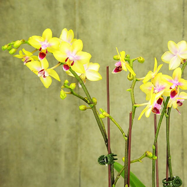Yellow Mini Teacup Orchids (Sydney Only)