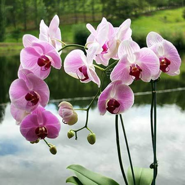 Orchids Delivery