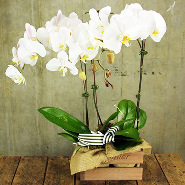 L`Orchidee with Free ECOYA Diffuser Gift Set