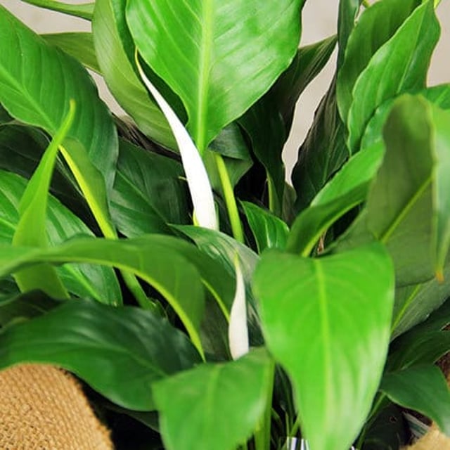 Rustic Peace Lily Plant Delivered in Hessian Wrap