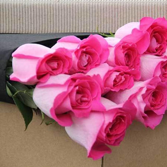 Pink Roses for Valentines Day