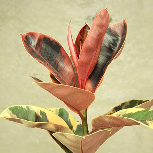 Ficus Ruby Plant Delivery Sydney