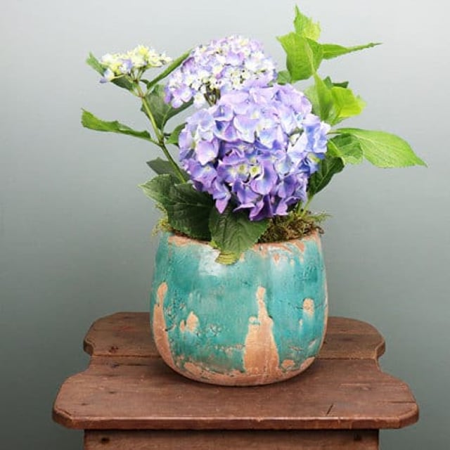 Blue Hydrangea Plant in Pot