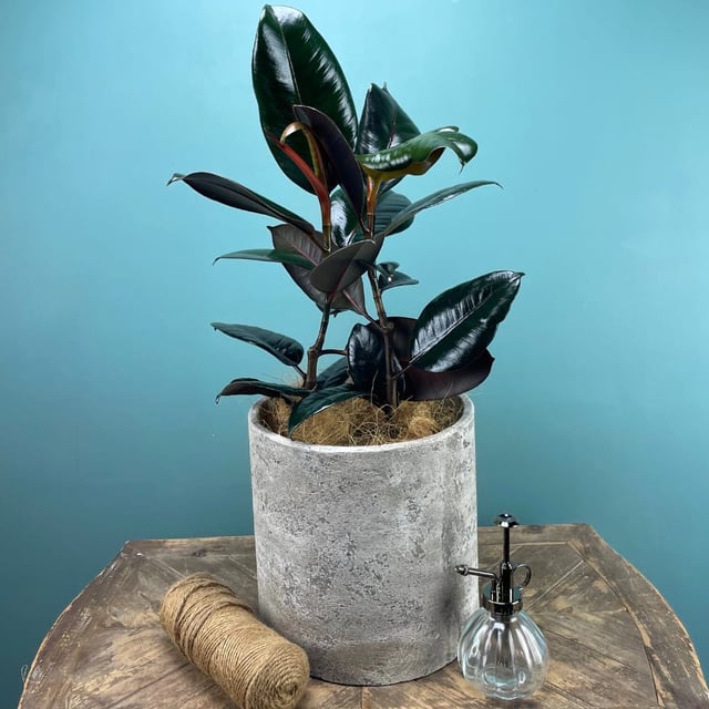 Potted Glossy Rubber Plant