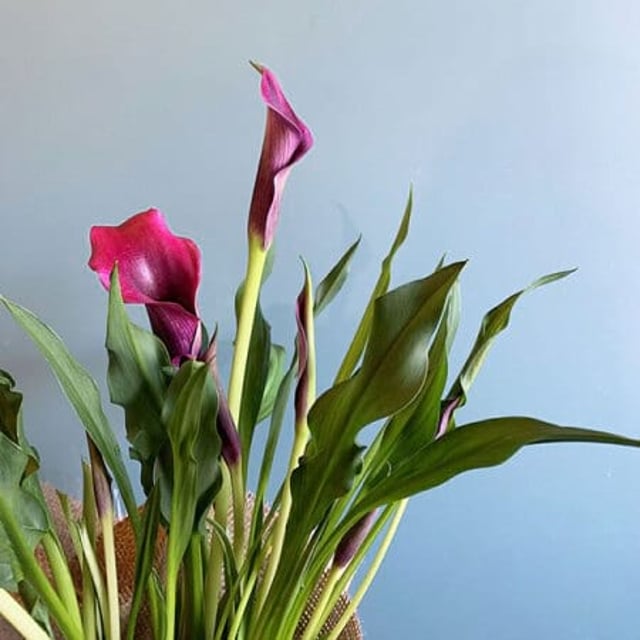 Pretty Calla Lily Plant