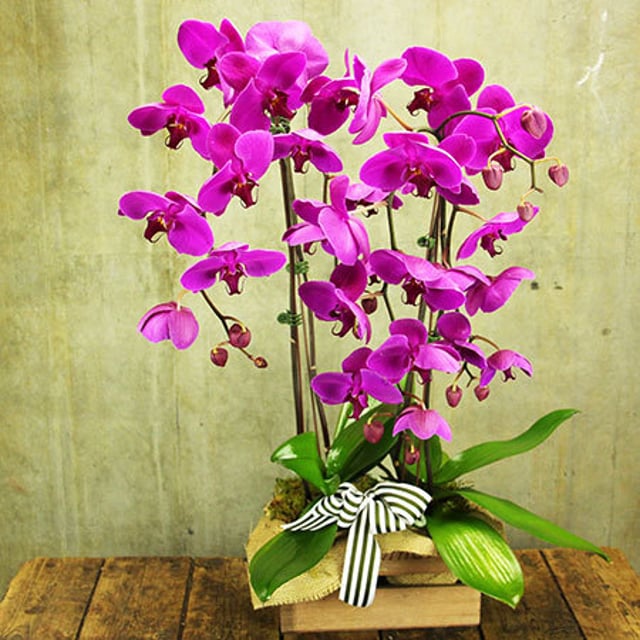 Pink Orchids in Crate with Free Chocolates (Sydney Only)