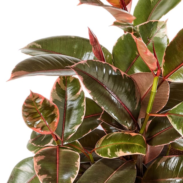 Glossy Rubber Plant