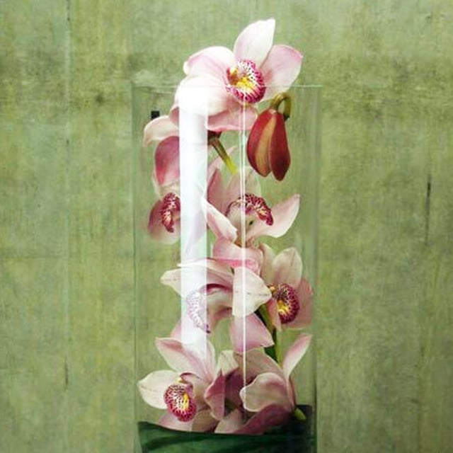 Single Orchid in Vase (Sydney Only)