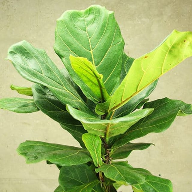 Fiddle-Leaf Fig Plant Delivery Sydney