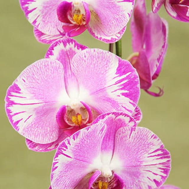 Retro Pink Orchid Plant