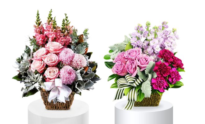 Carnation Flower Collection