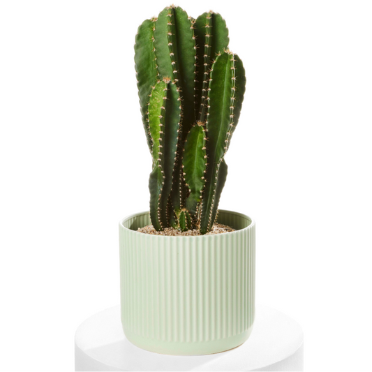 Cactus with Sage Pot