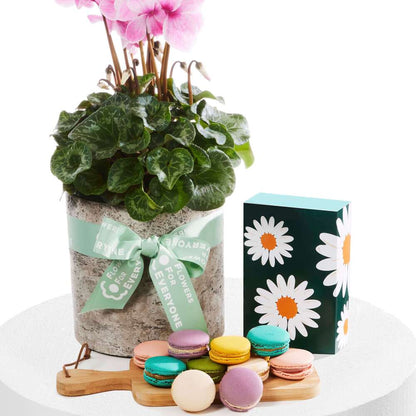 Cyclamen and Sweets