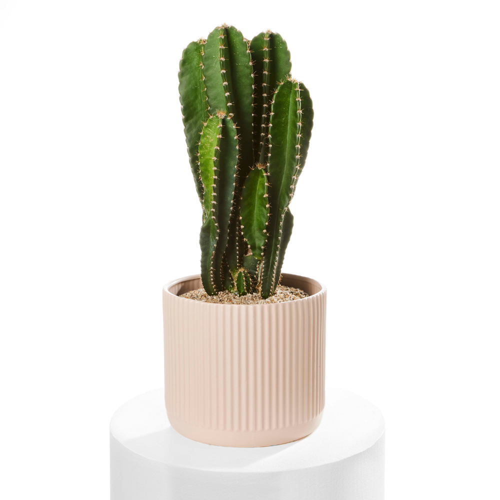 Cactus with Nude Pot