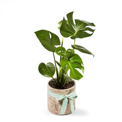 buy monstera deliciosa brisbane Monstera Plant