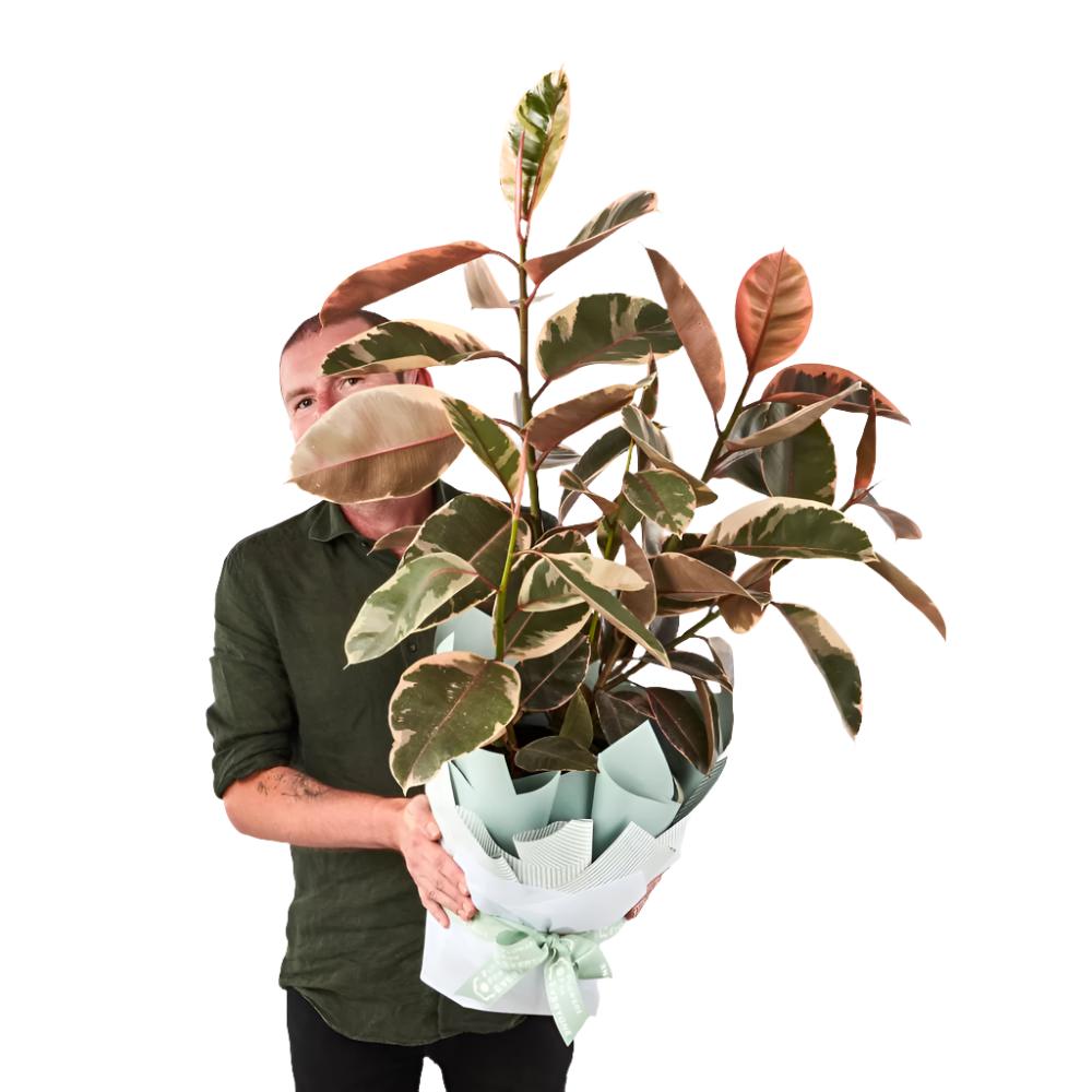 Ficus Plant