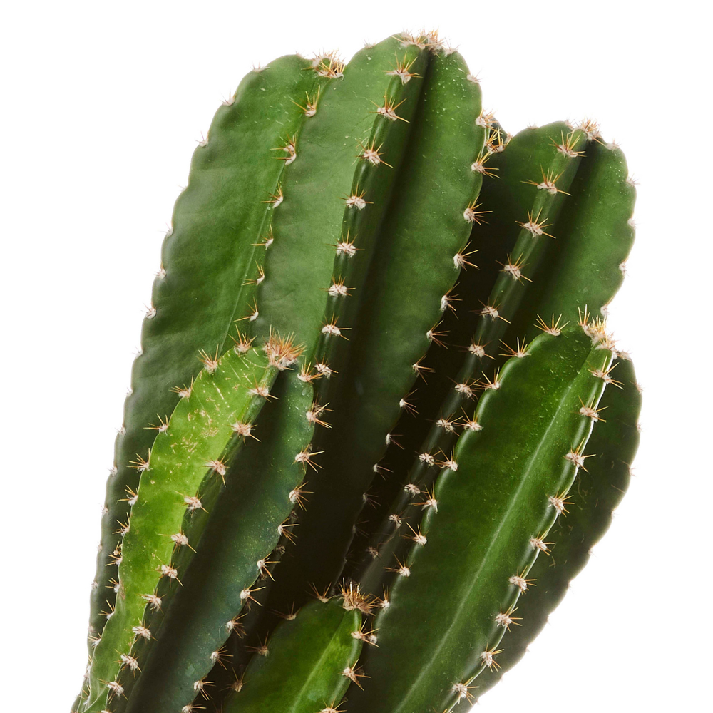 Cactus with Nude Pot