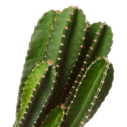 Cactus with Nude Pot