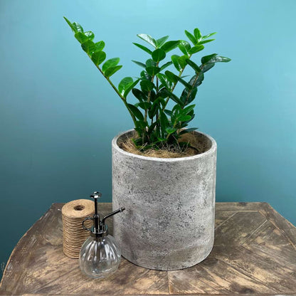 Potted Zanzibar