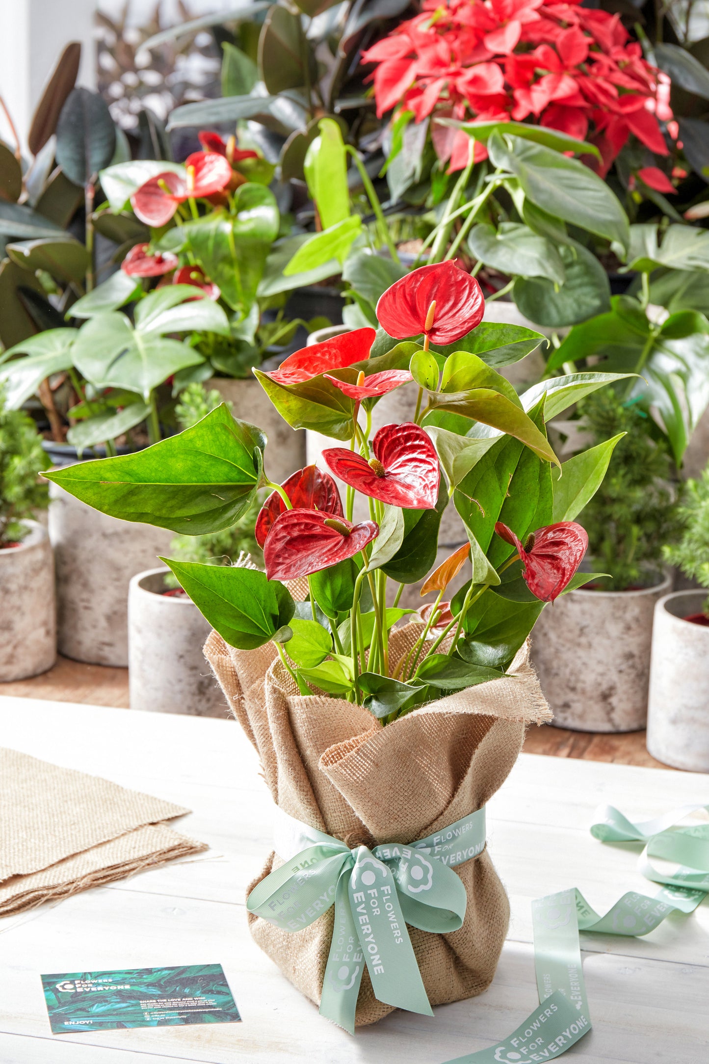 Christmas Anthurium in Hessian Wrap