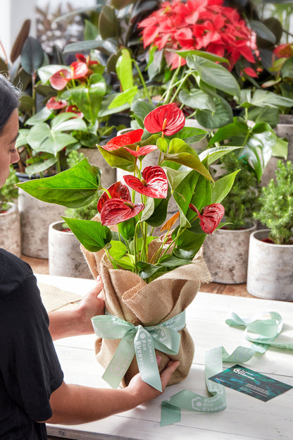 Christmas Anthurium in Hessian Wrap