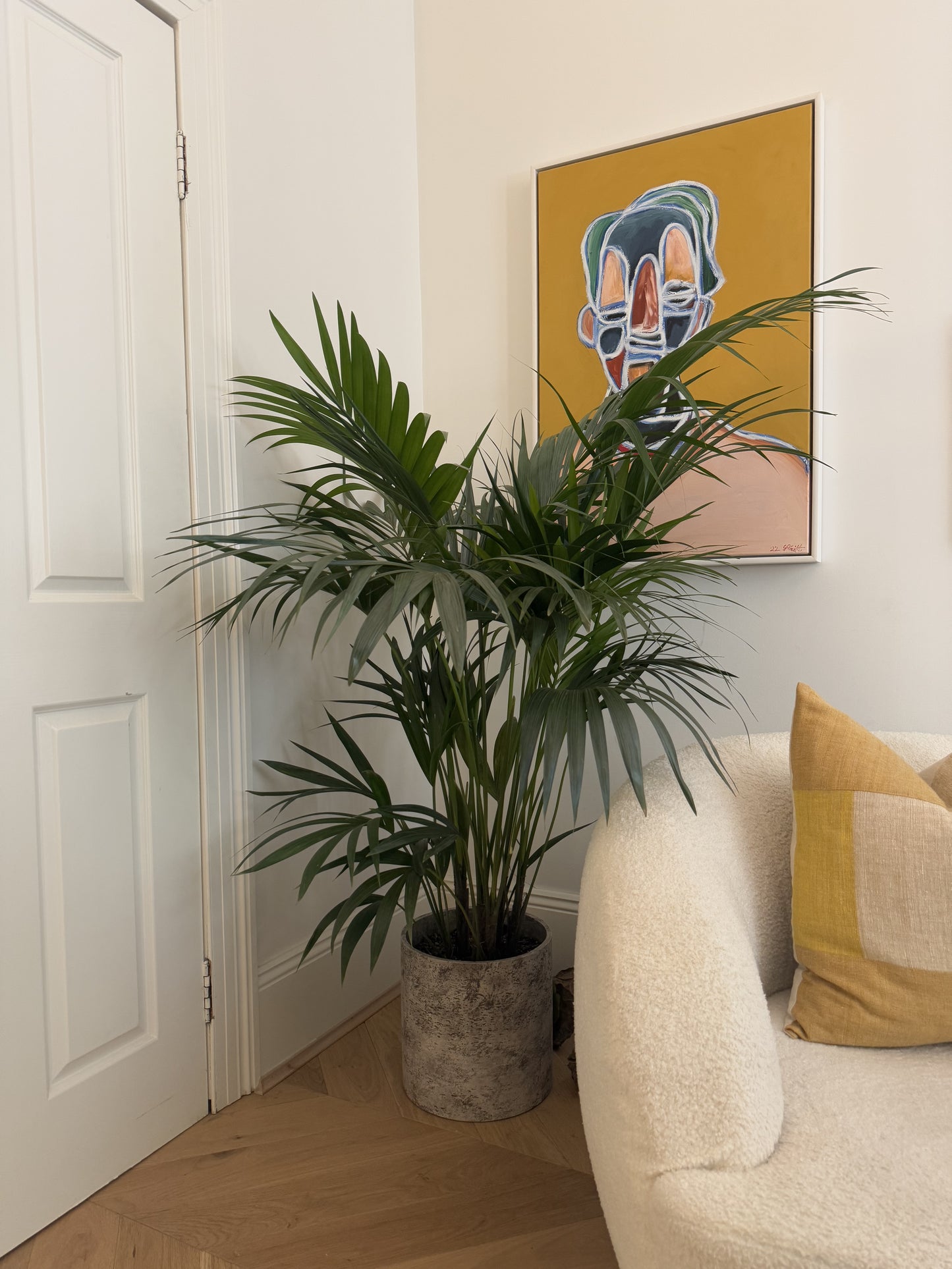 Kentia Palm