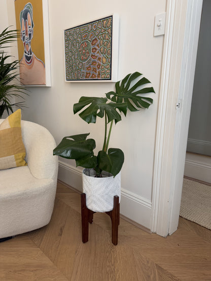Monstera Plant