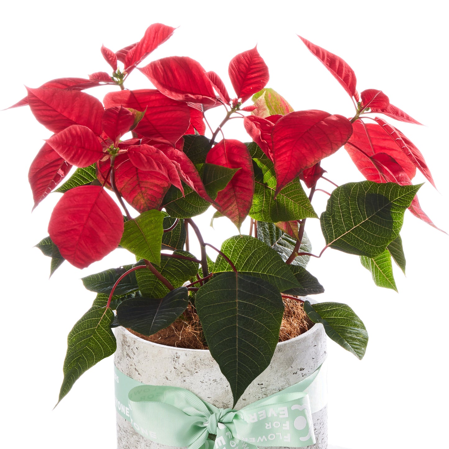 Little Poinsettia