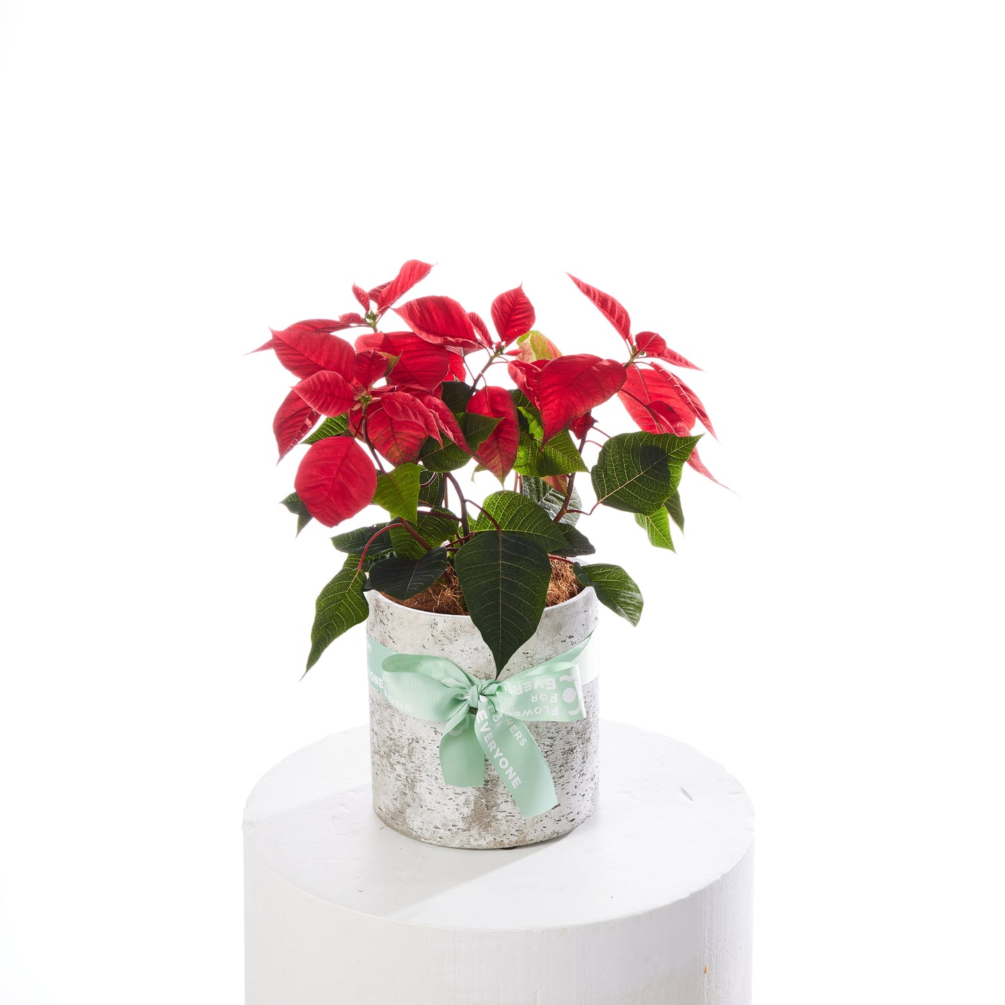 Little Poinsettia