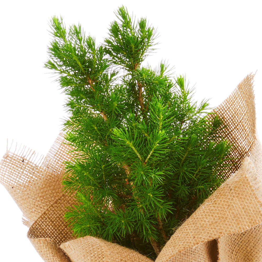 Mini Christmas Tree in Hessian Wrap