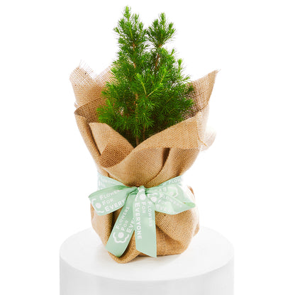 Mini Christmas Tree in Hessian Wrap