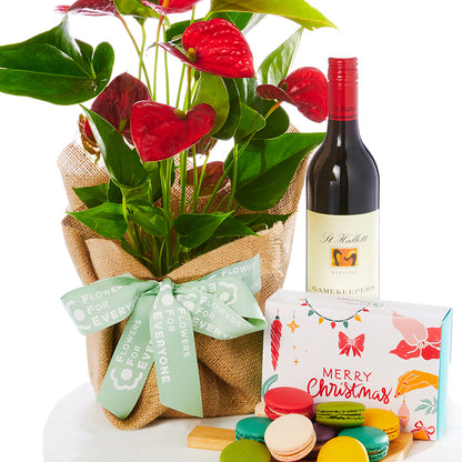 Anthurium Gift Set