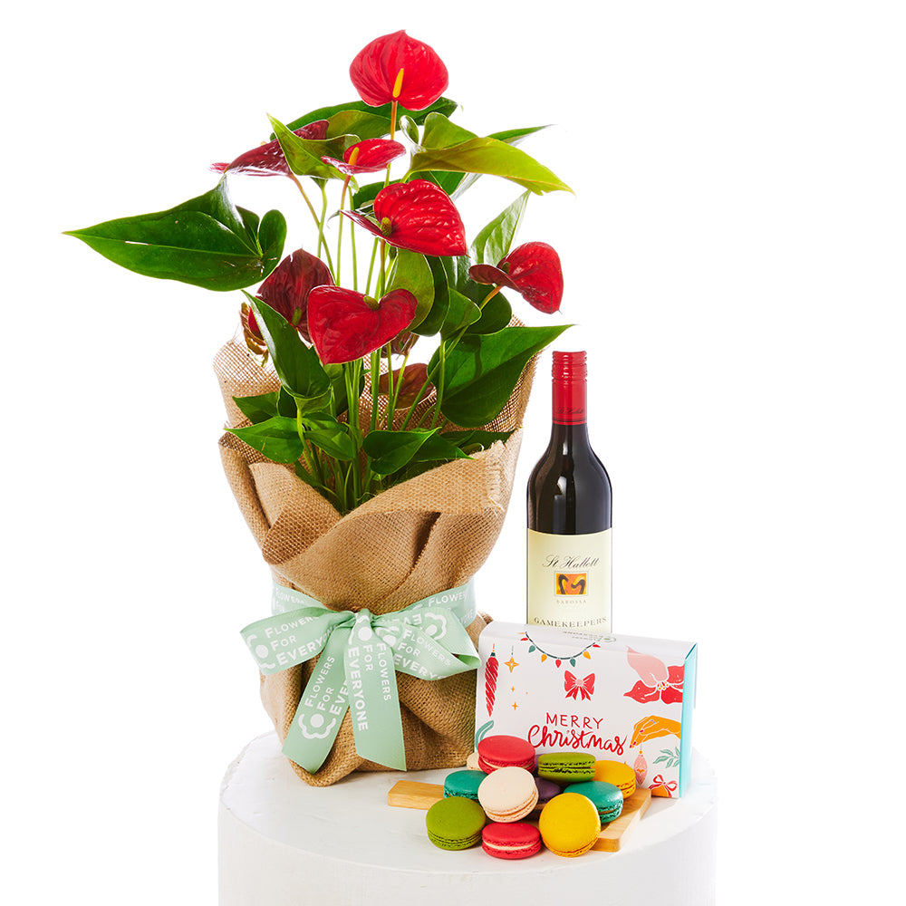 Anthurium Gift Set