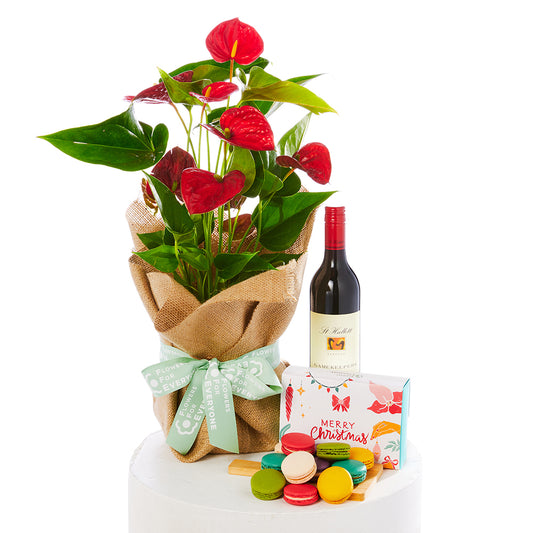 Anthurium Gift Set