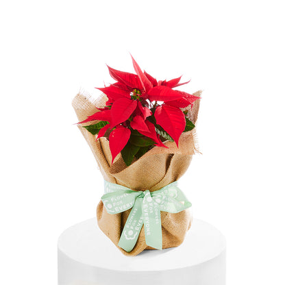 Christmas Poinsettia in Hessian Wrap