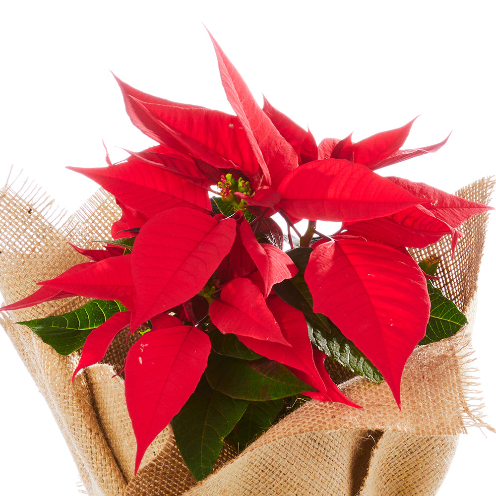Christmas Poinsettia in Hessian Wrap
