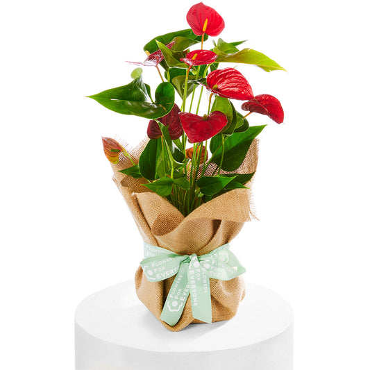 Christmas Anthurium in Hessian Wrap