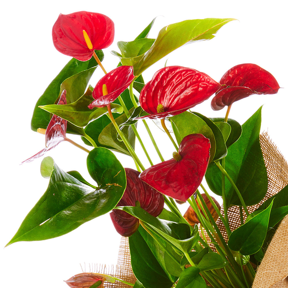 Christmas Anthurium in Hessian Wrap