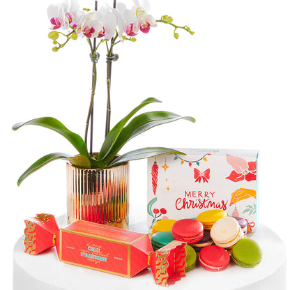 Christmas Orchid Trio Gift Set