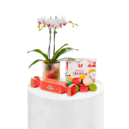 Christmas Orchid Trio Gift Set