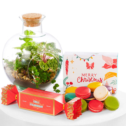 Christmas Terrarium Trio Gift Set