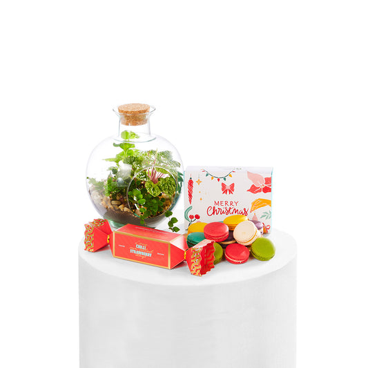 Christmas Terrarium Trio Gift Set