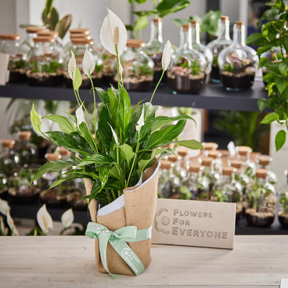 Peace Lily in Hessian Wrap