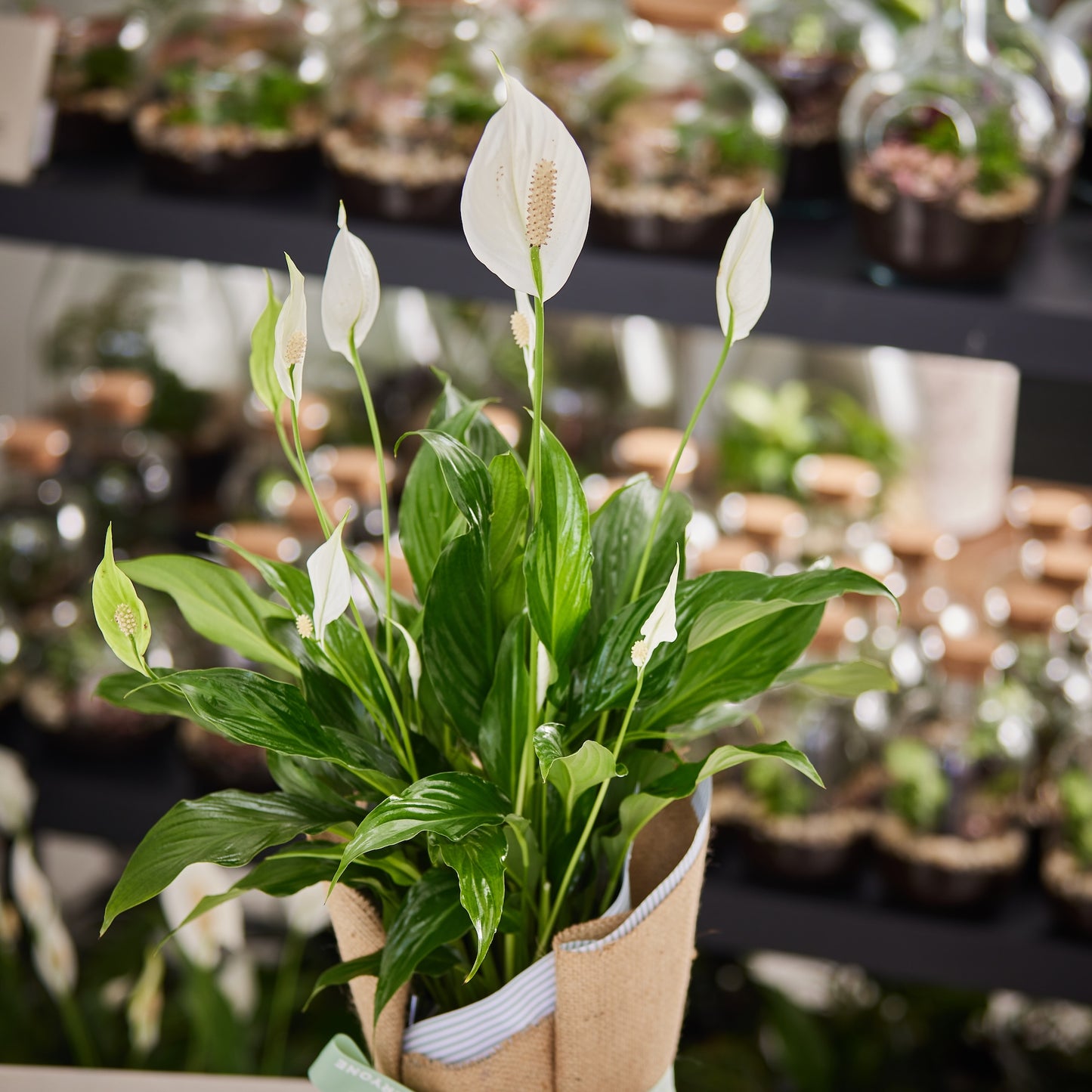 Peace Lily in Hessian Wrap