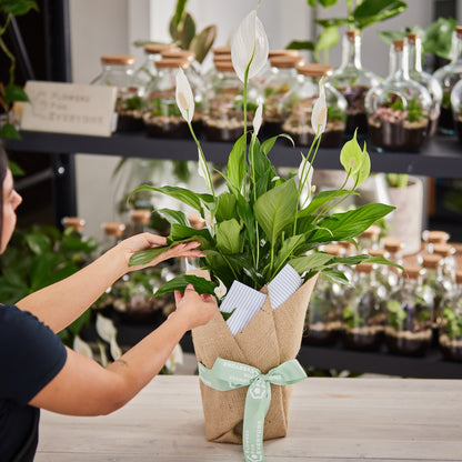 Peace Lily in Hessian Wrap