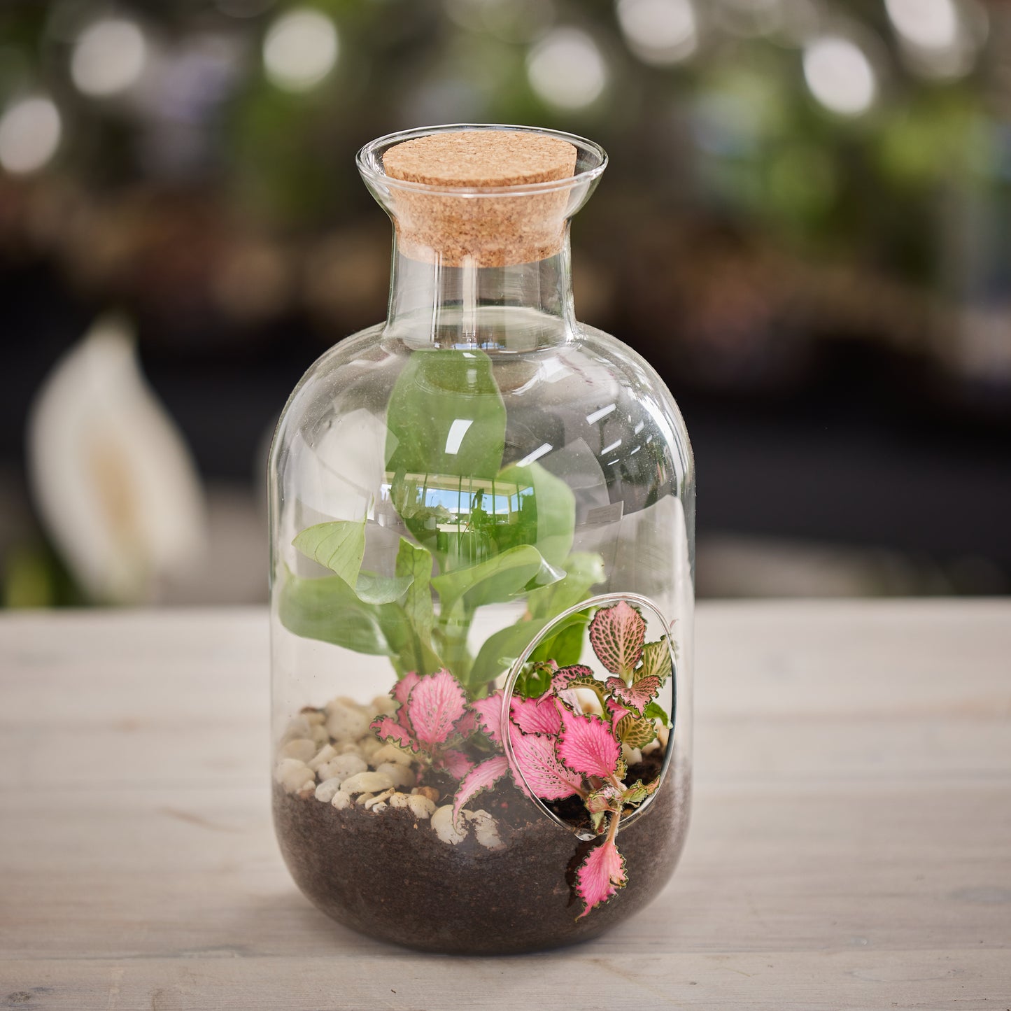 Terrarium Treasure