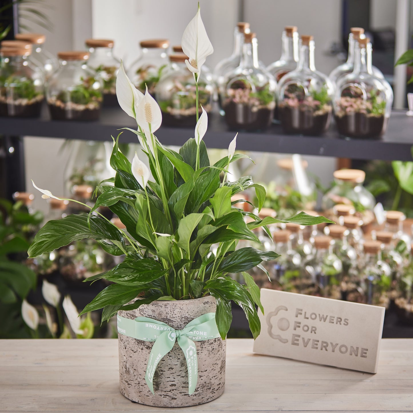 Peace Lily Plant