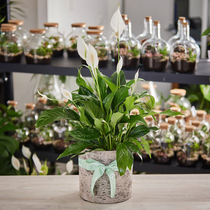 Peaceful Plant Garden