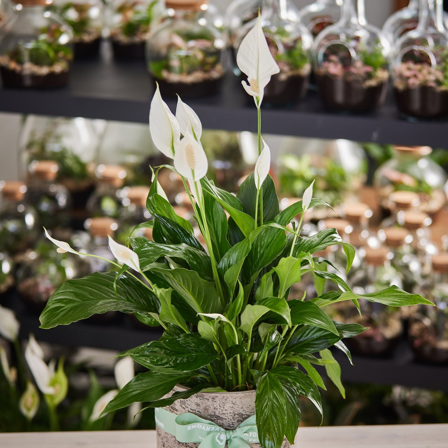 Peace Lily Plant
